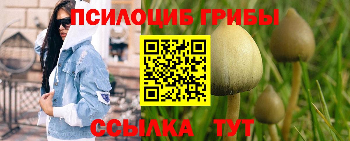 Псилоцибиновые грибы Cubensis Заводоуковск